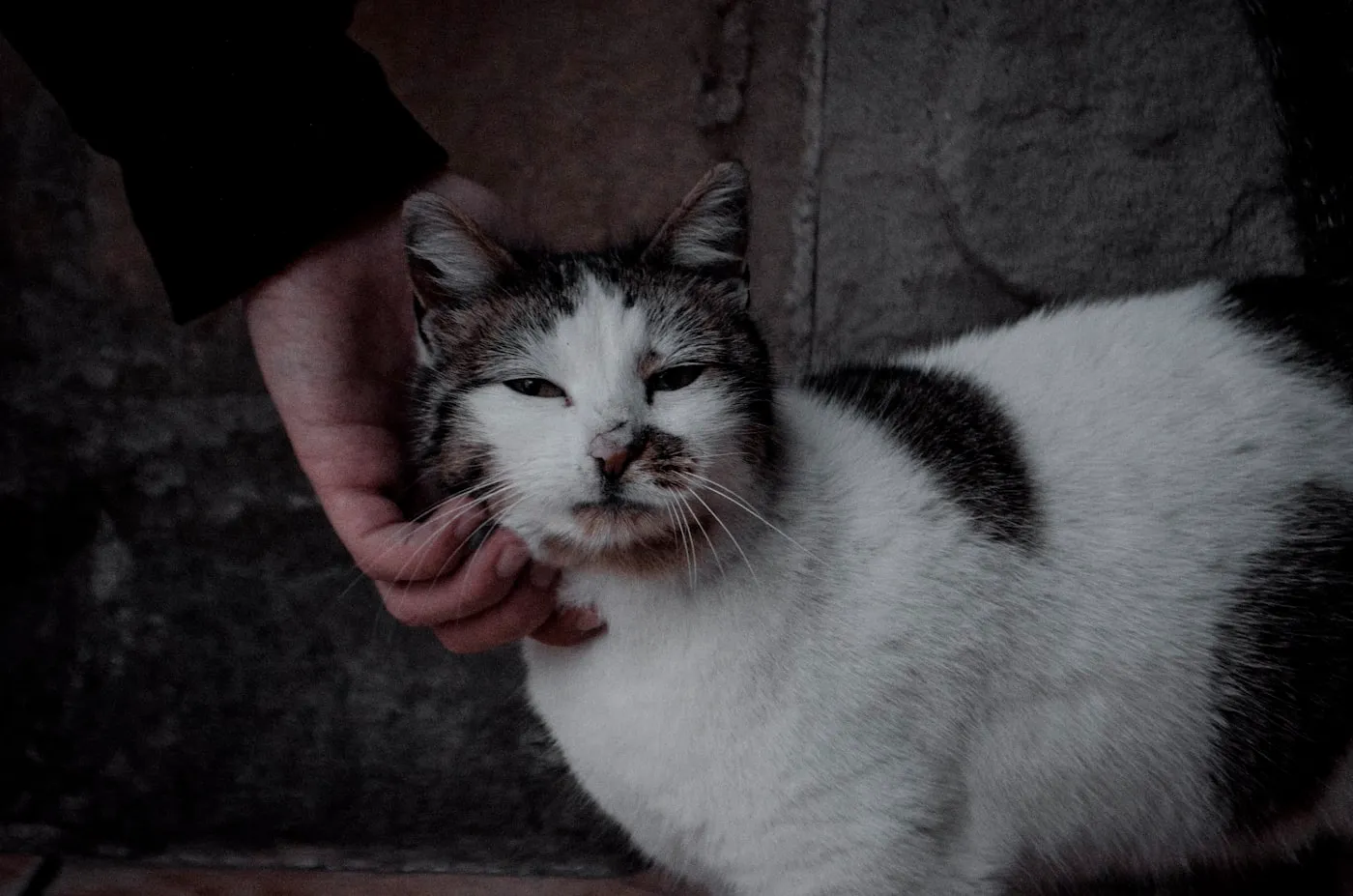 Una persona sostiene en brazos a un gato blanco y negro que acaba de recoger