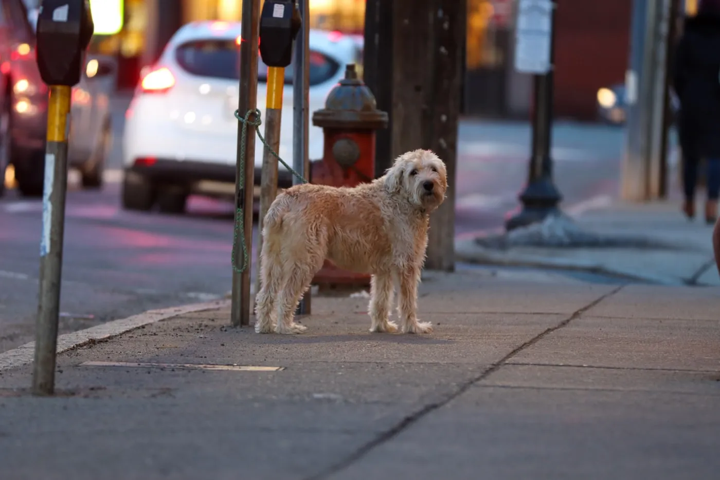 Un perro pequeño de pelo blanco, solo en la acera de una calle